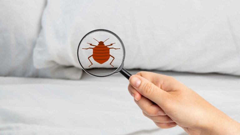 Do Mattress Covers Kill Bed Bugs?
